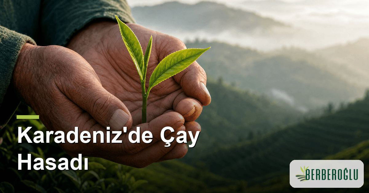 Karadeniz'de Çay Hasadı: Yapraktan Bardağa Yolculuk