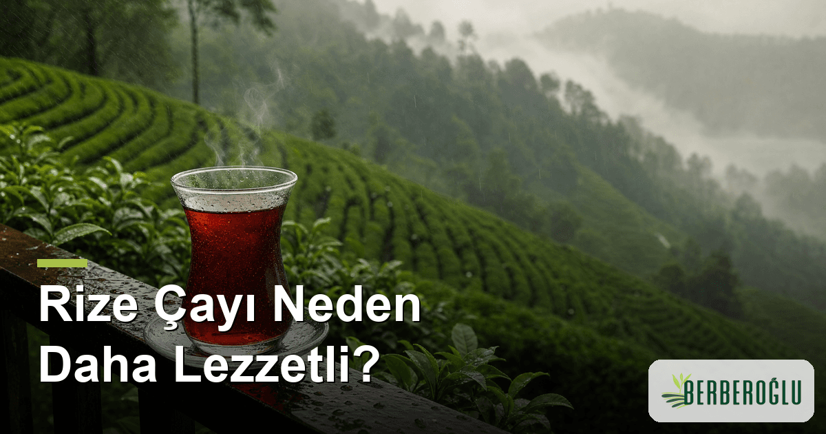 Rize Çayı Neden Daha Lezzetli? Karadeniz İkliminin Sırrı