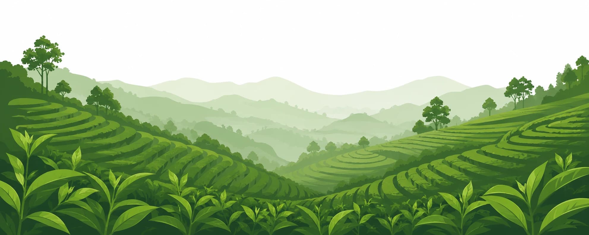 Karadeniz çay tarlası